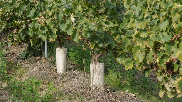 Close Base Vines Row Being Protected Pests Plastic Plant Covers — ストック写真