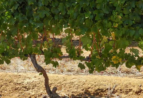 ブドウ畑のワインメーカーによって使用されるスプルーン方法を明確に示すブドウの植物 — ストック写真