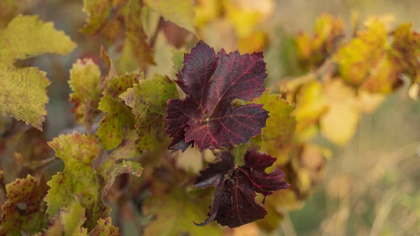 Leuchtend Purpurrot Gefärbtes Weinblatt Das Herbst Seine Farbe Ändert — Stockfoto