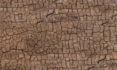 Böcek delikleri ve yaş belirtileriyle çatlamış ve kurutulmuş ahşap madde.