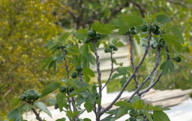 Montengrian bahçesinde incir ağacı ve çalılıklarda gelişen incir meyvesi.