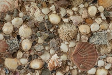 Çeşitli kabukların arka planı farklı boyutlarda ve renklerde taş ve çakıl taşlarıyla betona yapışmış.