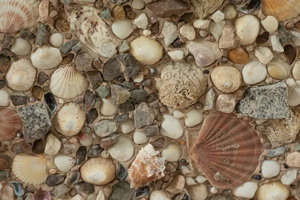 Çeşitli kabukların arka planı farklı boyutlarda ve renklerde taş ve çakıl taşlarıyla betona yapışmış.