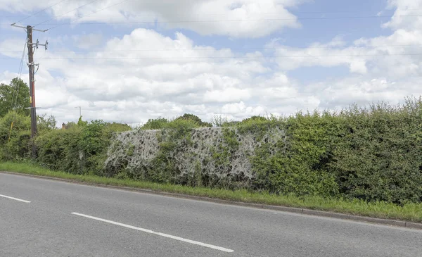 Webs Caterpillar Rare Ermine Moth Covering Stretch Hedgerow Side Busy — Stock Photo, Image