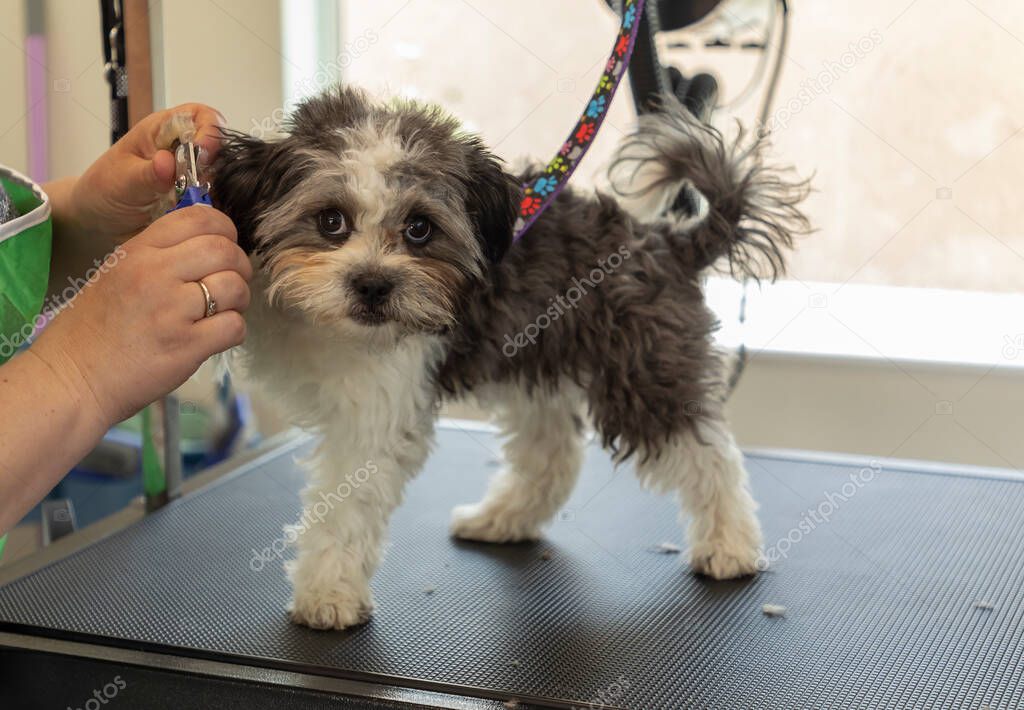 Small cross breed dog having a nail cut in a dog grooming parlour