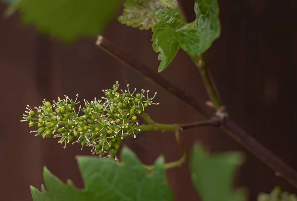 Close Flowering Grape Vine Small Unassuming White Flowers Blurred Background — Stock Fotó