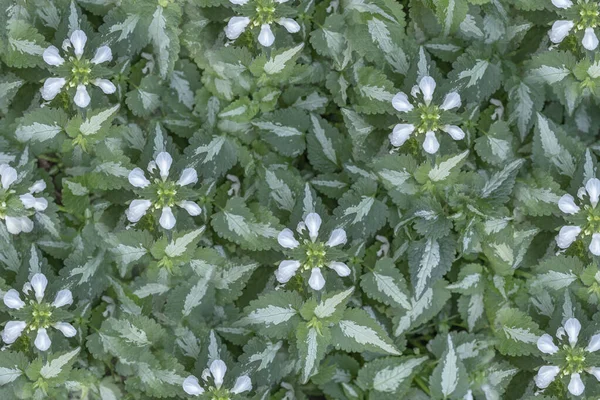 Fundo Folha Verde Escuro Pálido Com Flores Circulares Brancas — Fotografia de Stock