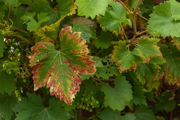 Szőlő Hőség Jeleit Mutatja Zöld Levelek Szélek Körül Vörösre Sárgára — Stock Fotó