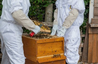 two beekeepers looking into a beehive and using a tool to seperate the frames