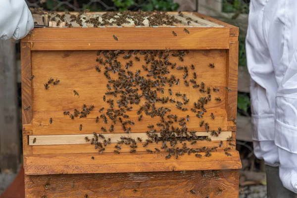 Open Beehive Large Amount Honey Bees — Stock Photo, Image