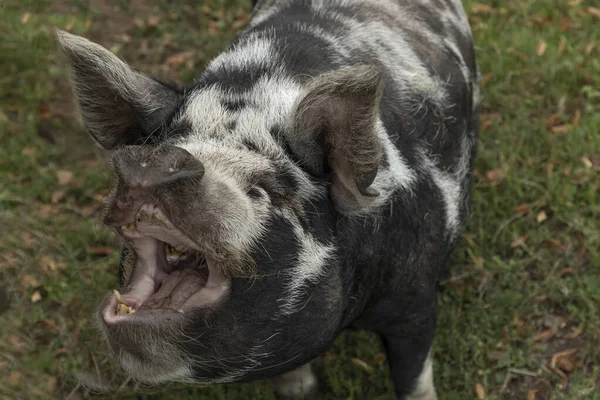 Black White Kune Kune Pig Its Mouth Open Looking Upwards — Stock Photo, Image