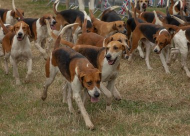 Pack of hunting hounds all running together on the dry grass with union jack flags in the background