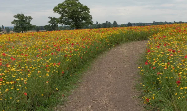 Pathway through a wild flower meadow with redpoppies and yellow daisies