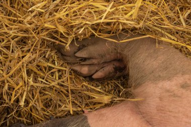 Close up of a pigs hairy and muddy trotter while it lays asleep in the straw