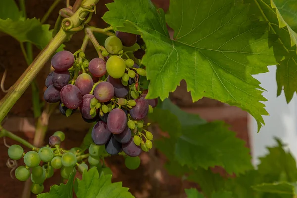 Grapes Colour Changing Green Black Acidity Falls Sugar Levels Rise — Stockfoto