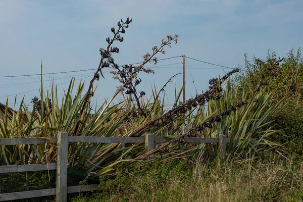 Spikey Plants Flowering Alongside Fence Dried Out Fronds Blue Sky — Stock fotografie