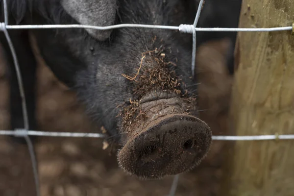 Hairy black pig snout poking through a fence covered in dried out leaves
