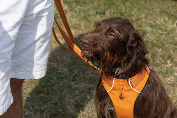 Hairy brown dog wearing an orange harness and sitting on the grass next to a person in white shorts