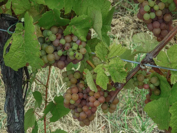 Gewurtztraminer Grapes Ripening Vine Alsace Vineyard — стокове фото