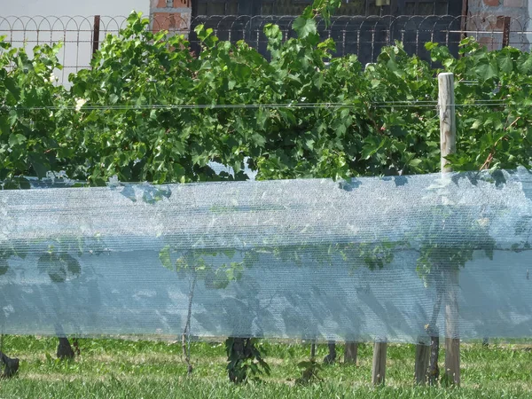 Blue Netting Covering Ripe Grapes Vine Stop Birds Eating Them — Stockfoto