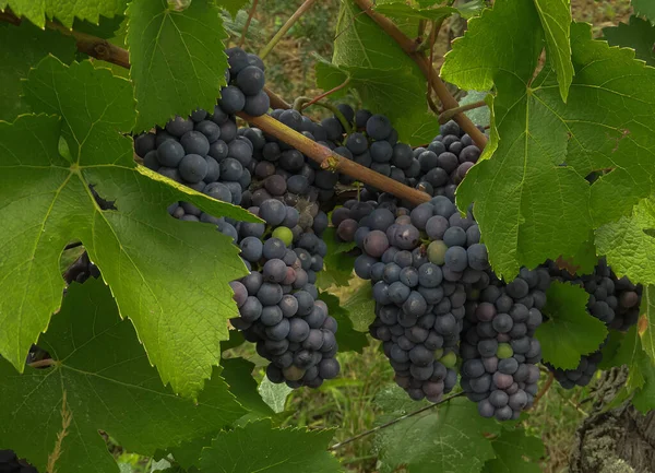 Bunches Pinot Noir Grapes Ripening Alsace Sunshine — стокове фото