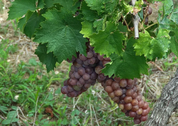 Gewurtztraminer Grapes Vineyard Region Alsace France — стокове фото