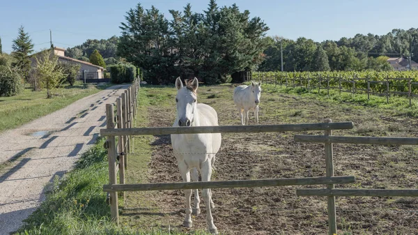 Two White Carmague Horses Field Trotting Fence Made Wooden Posts — Fotografia de Stock