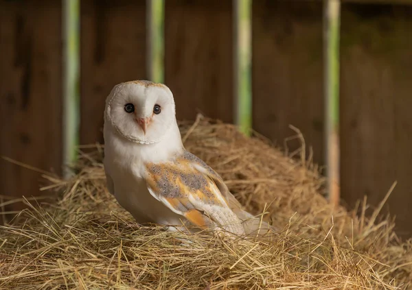 Barn owl stood on some hay in a barn