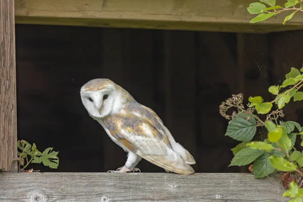 いくつかの黒い電流の茂みの横に小屋のオープンウィンドウに座っているバーンフクロウ — ストック写真