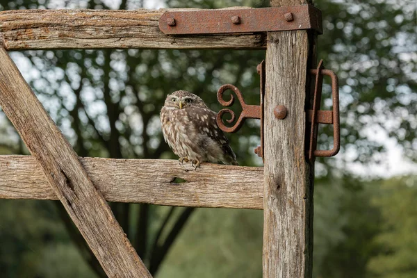 Old wooden gate with rusty hinge and small owl sat nearto and ornate gate latch