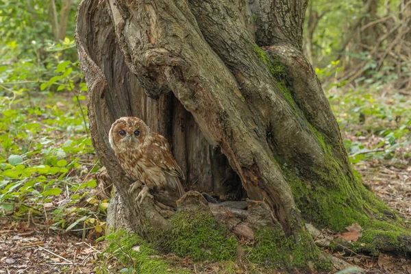 Tawny Owl Seděl Díře Mechu Stromě Těsně Nad Zemí — Stock fotografie