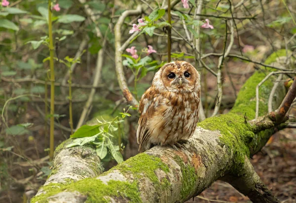 Tawny Owl Seděl Mechu Přikryté Klády Vedle Některých Himalája Růžové — Stock fotografie