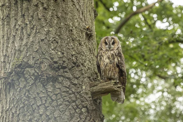 Tawny Owl Seděl Malé Větvi Trčící Stromu Rozmazaném Pozadí — Stock fotografie