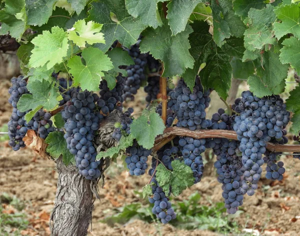 Des Grappes Raisins Noirs Suspendues Une Vigne Feuillage Vert Fond — Photo