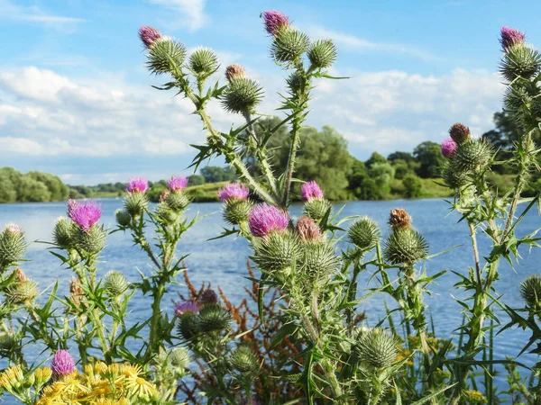 Rosafarbene Disteln Und Wilde Blumen Vor Einem See Mit Blauem — Stockfoto