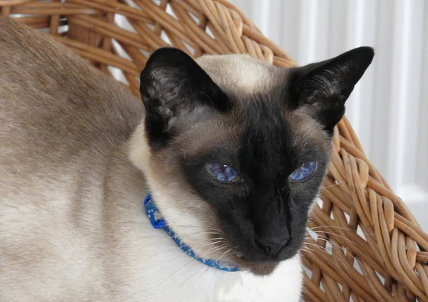 Tätningspunkt Siamese Katt Med Klarblå Ögon Korg Royaltyfria Stockfoton