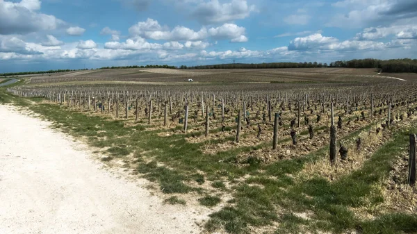 Mirando Través Los Viñedos Primavera Chablis Región Borgoña Francia — Foto de Stock