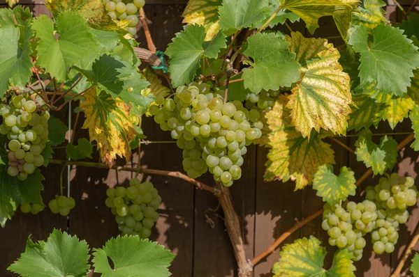 Des Grappes Raisins Blancs Concord Poussant Dans Jardin Anglais — Photo