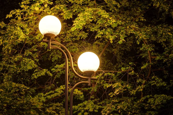 Lichtgevende Straatlantaarn Achtergrond Van Boombladeren Nachts — Stockfoto