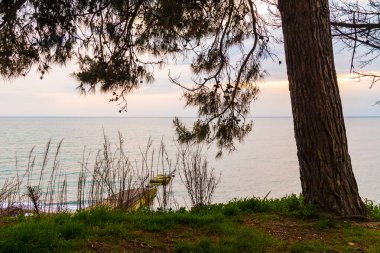 The pine tree on the background of cloudy sky and the sea with the mole
