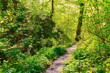 The trail surrounded by thicket of mountain forest in bright sunny day at summer
