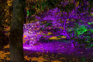 A little magnolia tree with purple illumination behind the trunk in the night park