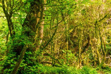 Güneşli yaz gününde güzel boxwood koru ve vadi Chudo-Krasotka dik duvar, Soçi, Rusya