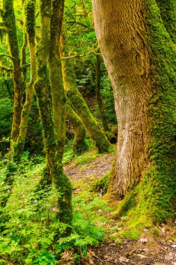 Several mossy boxwood trees near big trunk of old tree in the forest in summer day