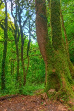 Several mossy boxwood trees near big trunk of old tree in the forest in summer day