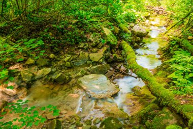 Little creek with boulders and mossy log in the ravine Chudo-Krasotka in sunny summer day, Sochi, Russia