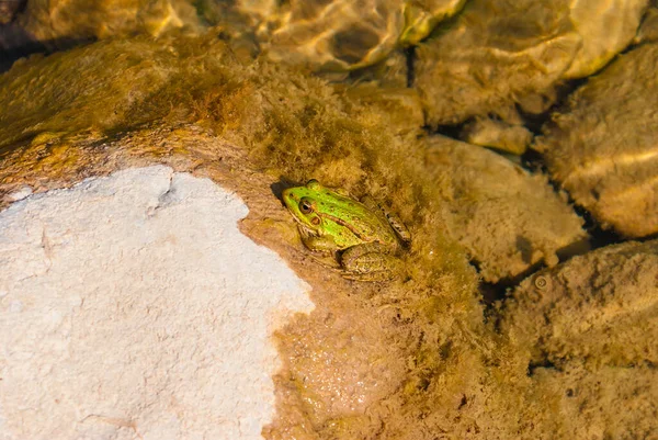 Little Frog Closeup Sitting Algae Stone River Sunny Day — 스톡 사진