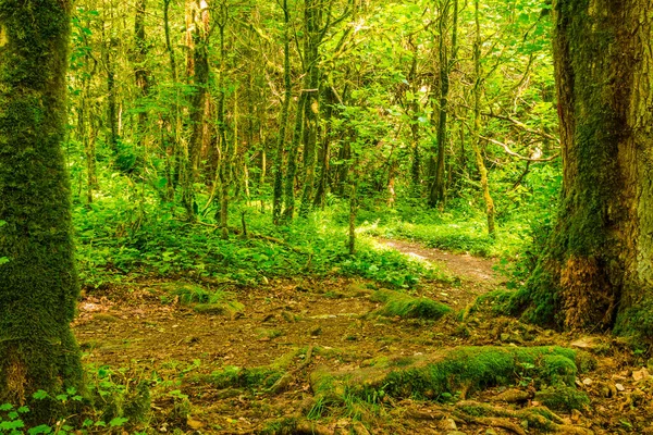 Trail in beautiful boxwood grove in the ravine Chudo-Krasotka in sunny summer day, Sochi, Russia