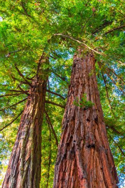 Low angle view of two sequoia trees in sunny autumn day, Arboretum, Sochi, Russia