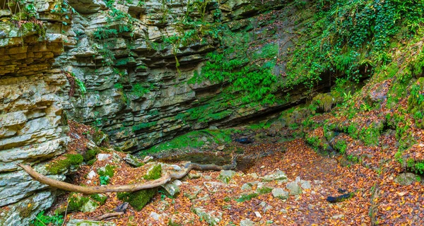 Rocky Steep Wall Mountain Moss Ivy Yew Box Tree Grove —  Fotos de Stock